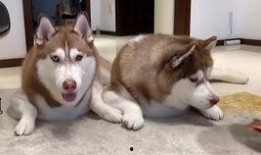 二哈视频爆料大全下载,笑料横生的萌宠瞬间回顾